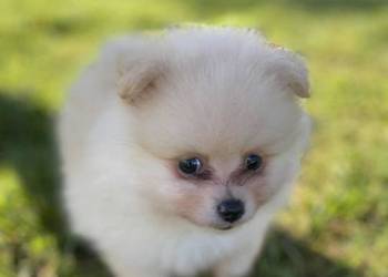 Szpice szukają domu