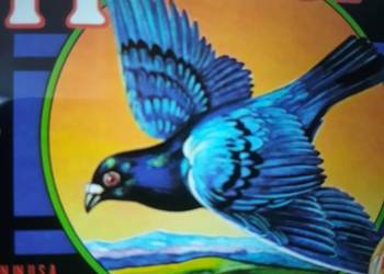 Archiwum psych, hard rocka HOMER- Grown in U.S.A 1970.