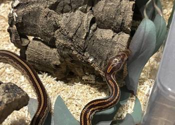 Wąż zbożowy SAMICA