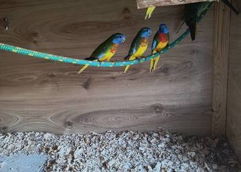 Łąkówki Wspaniałe