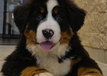 Berneński Pies Pasterski z rodowodem