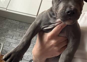 American Staffordshire Terrier ! Dwa ostatnie pieski