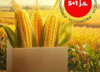 Kukurydza SM PREZENT 5+1