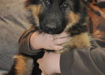 Owczarek Niemiecki Długowłosy - szczenięta FCI