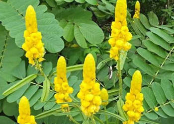 STRĄCZYNIEC OSKRZYDLONY Cassia Alata NASIONA 300 sztuk - 10g.