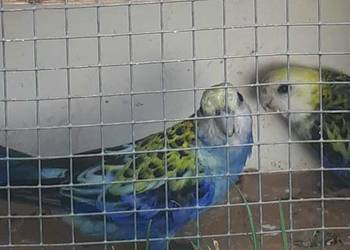 Rozelle bladogłowe para 24r