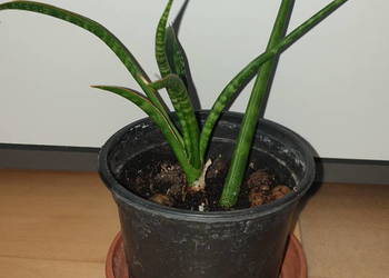 Sansewieria, sansa cylindryczna nr 2