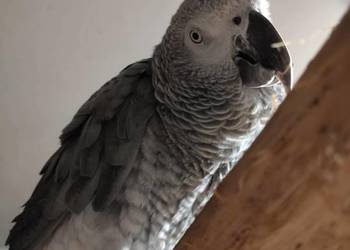 Papuga Żako -samczyk