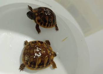 Żółw Grecki Testudo Hermanni