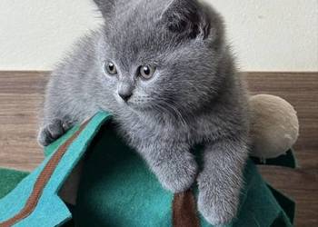 Kotka brytyjska niebieska