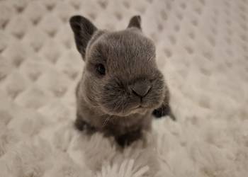 Króliczek miniaturka królik karzełek rex niebieski Orange  mini lop