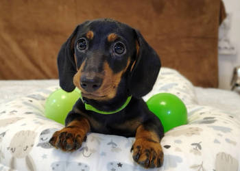 SUCZKA Jamnik krótkowłosy Czarna podpalana AURORA Kraków