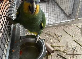 Papuga Amazonka
