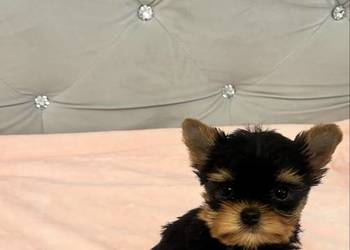 Yorkshire terrier mini