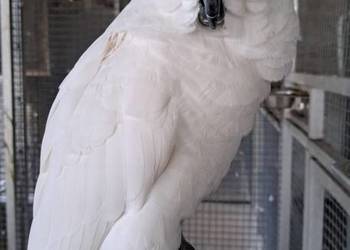Kakadu niebieskooka (ophthalmica) - dorosły samiec.