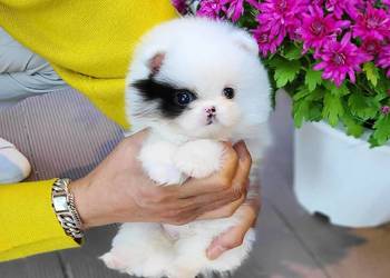 Zdrowe Pomeranian szczenieta