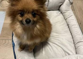 szpic miniaturowy - suczka