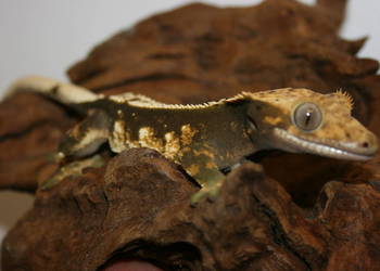 Gekon orzęsiony samica
