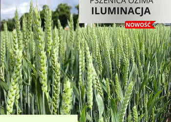 Pszenica ozima Iluminacja jakościowa A/B kwalifikowana Nowość