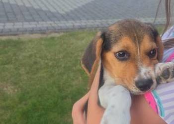 Beagle Tricolor Szczeniaki
