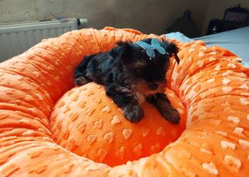 Yorkshire Terrier  Black Tan