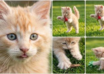 Maine Coon z rodowodem WCF  MonsterlandPL |Kocięta na rezerwację