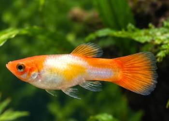 GUPIK GOLDEN KOI – POECILIA RETICULATA