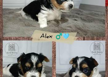 Alex - Biewer Yorkshire Terrier - ZHPR UCI -  4 pokoleniowy rodowód