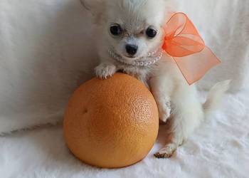 Chihuahua xxs dziewczynka suczka dlugowlosa