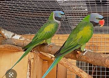 Aleksandretty Chińskie