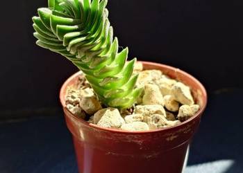 Crassula Kimnachi Buddha’s Temple grubosz sukulent miniatura