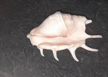 Muszla morska Lambis crocata 12cm