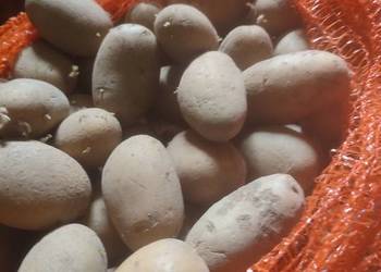 Sprzedam sadzeniaki Queen anna