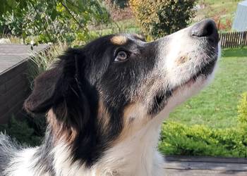 Border Collie - piesek BARRY - z hodowli NEGRESSE