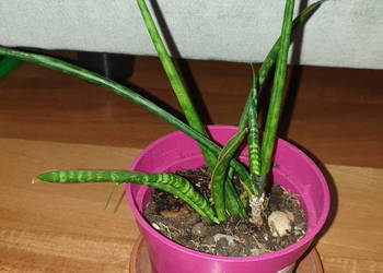Sansewieria cylindryczna, sansa nr 1