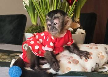 Kapucynka czubata dziewczynka