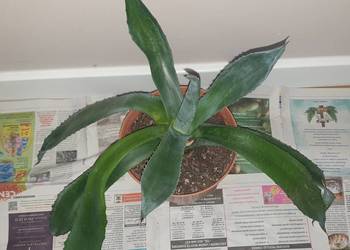 Duża wieloletnia agawa, rozpiętość 67cm