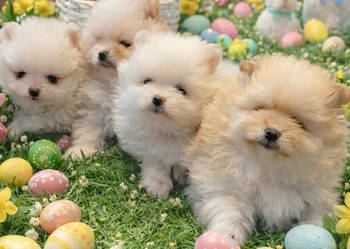 SZPIC MINIATUROWY POMERANIAN PUCHATE MISIE