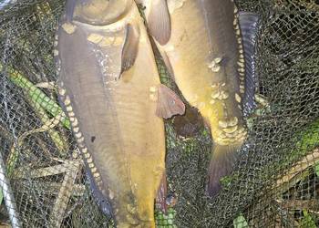 Karp z własnego stawu