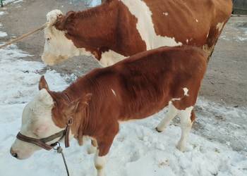 Krowa z Jałóweczką