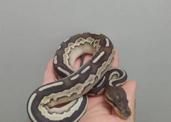 Pyton Królewski samica Savannah (Cinnamon Mojave)