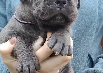 Cane Corso FCI
