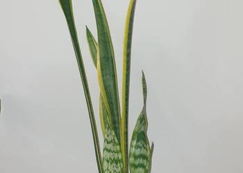 Wysoka sansewieria, wężownica, wys. 114cm