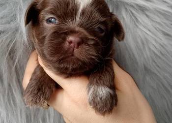 Piękny czekoladowy piesek