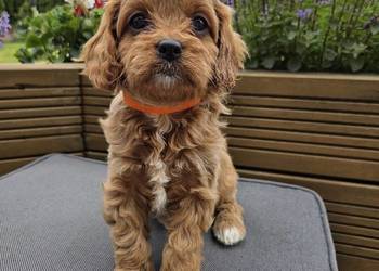 Śliczne Cavapoo