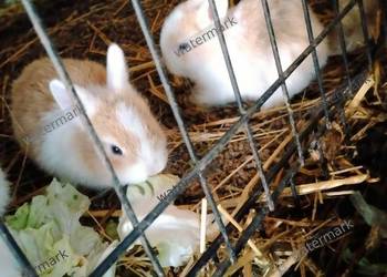 Puszyste szczęście do oddania! Młode króliki ?