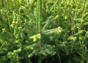 Świerk pospolity 4.0 35 cm - 70 cm sortowane