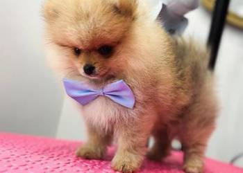 Pomeranian mini Bobo-Typ Misia