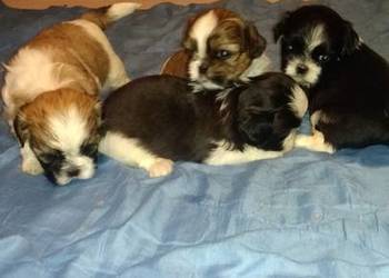 Shih tzu dwóch chłopców i dwie dzieczynki