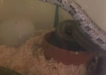 Wąż zbożowy anery